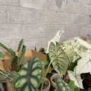 자연을그리는사람들 이미지