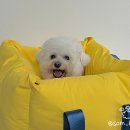 스윗테일 이미지