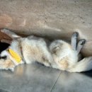 애코랜드 이미지