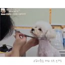 해피오브트리밍