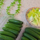홈인팜스 | 아삭해서 자꾸 손이 가는 간식! 팜스고고 여주 스낵 오이 2kg 산지직송 후기