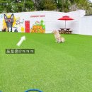 썸바디독스 파주분점 이미지