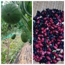 [주간메일 338] 덥다 더워... 이미지