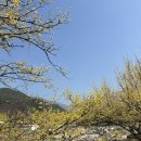 대평리 마을진입로_0002 | 2025년 구례 산수유꽃축제 방문 후기