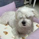 베베시오 | 베베시오 방문 후기 - 부산 엄궁동 반려동물 미용, 부산 애견 미용