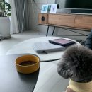 올바른 참견 | 강아지 방문훈련 분리불안 산책교육 올바른참견 교육후기