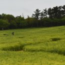 보리밭사이길로 이미지