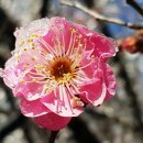 들에핀 매화 이미지