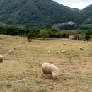 화순목장 이미지