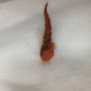 킴리동물병원 이미지