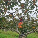 김원일농장 이미지