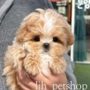 이정훈 강아지 하남본점 이미지