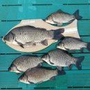 대요낚시터 이미지