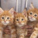 집사의 하루 대구점 이미지