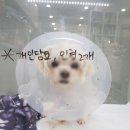 유동물의료센터 이미지