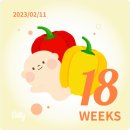 수암치과의원 | [임신]17주/18주/19주 주수별 배크기 및 일상 기록-임산부 스케일링