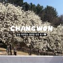 충혼탑 | 경남 목련 명소 추천 창원 충혼탑 실시간 개화 상황 방문 후기 및 주차 정보