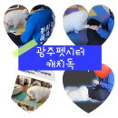 캐치독 | 광주 펫시터 "캐치독" 애견훈련 직접 이용해본 후기