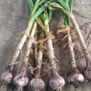 다진농장 이미지