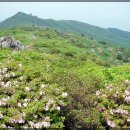 제590차국립공원 소백산 산행 안내및 예약 5월23일 수요일 이미지