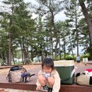 명지리앵두마을 | 북분솔밭캠핑장 강원도 바닷가 캠핑 A사이트 세번째 방문후기