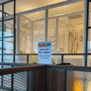 전설의치킨 | 원주기업도시 전설의치킨 놀이방식당 후기