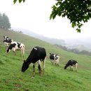 이&장 목장 이미지