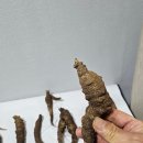 자연산 산도덕 야생더덕 자연산더덕 귀한 산더덕 판매 예약 자연산 약초 판매 목록 폐질환 치유 정력제 면역력 강화 동의보감 이미지