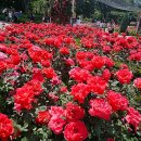 6월7일(일)서울대공원백만송이장미축제관람&amp;호숫길&amp;동물원둘레길&amp;산림욕장길발길따라 산책 이미지