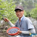 김병태농장 뉴시스