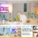 브리티쉬숏헤어 캐터리 | 브리티쉬 숏헤어 캐터리 아침햇살 가득한 홈카페