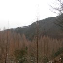 [대전] 피서의 성지를 찾아서 ~ 늘씬한 메타세콰이어 나무로 가득한 도심 속의 아름다운 쉼터, 장태산자연휴양림 (형제산) 이미지