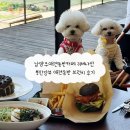 남양주애견동반카페 리버나인 북한강뷰 애견동반 브런치 후기