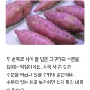 햇고구마 겨울내내 신선하게 보관하기 이미지