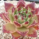 샐리가든 이미지