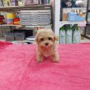 맹구와 땡칠이 이미지