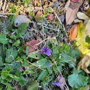 올레요리조트 | 식물원, 이어도해물찜, 올레시장, 일캄포 스낵바...꼬치 간식, 시에나리조트 인피니티풀 밤수영, 혼맥♡