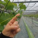 화수농장 이미지