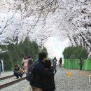 [경남/창원/진해]수십명 진사들의 발목을 잡아놓은 벚꽃명소길 이곳은 어디? 이미지