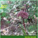 당귀사랑 이미지