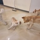 댕글벙글 이미지