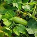 태송농원 이미지