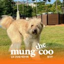 pet372다8146 | 서울근교 김포 운양 잔디 운동장이 있는 신상 애견카페 [멍더쿠]