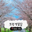 벚꽃 | 충청도 벚꽃명소 추천 2026 보령 벚꽃길 후기