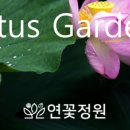 농업회사법인 연꽃정원유한회사