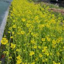 온천천로 이미지