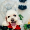 뽀댕뽀댕 이미지