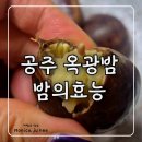 강화군산림조합 | 공주밤 종류와 효능 총정리｜밤순이가 정리한 옥광밤 튼실한 공주밤 후기