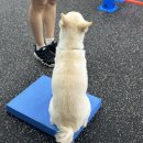 엔젤짐 반려견 아카데미 이미지