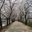 4월7일(일)안양천 벚꽃길 트레킹 이미지